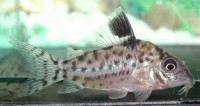 CORYDORAS AMBIACUS – PUNTEADA